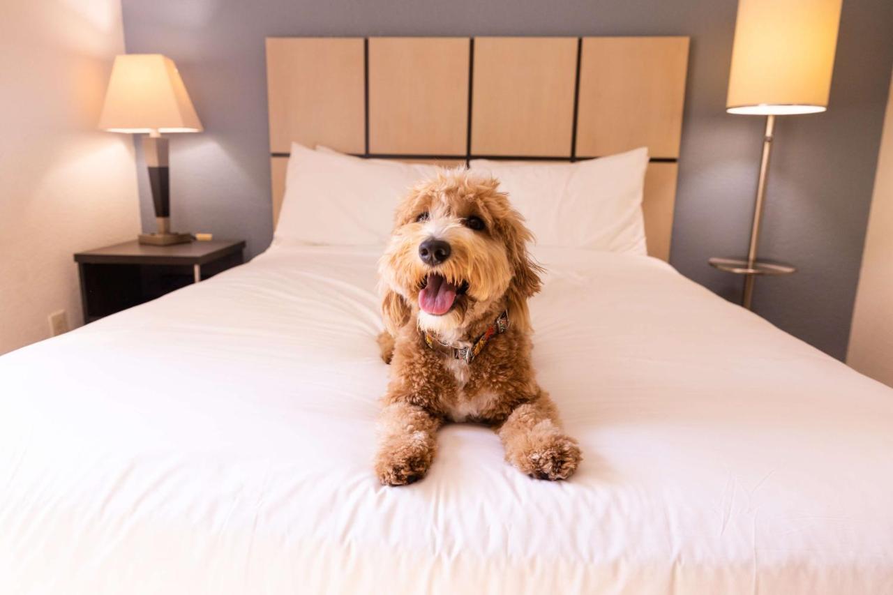 Sonesta Simply Suites Dallas Las Colinas アーヴィング エクステリア 写真